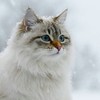 雪儿