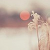花痴甲