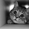 小灰猫