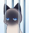 某只黑猫