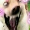 王黑犬