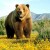 熊彻-熊，澳洲棕熊