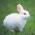兔兔温白