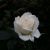 白玫瑰（白芙）