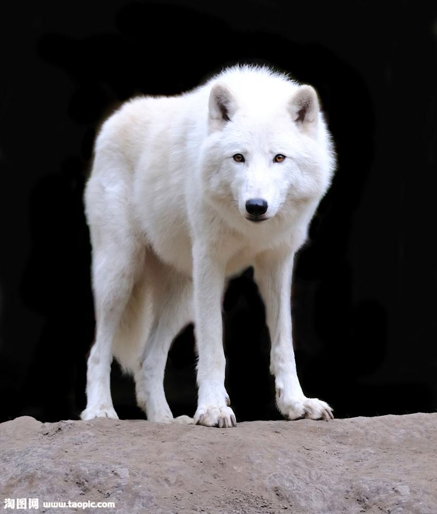雪狼狗纯种图片