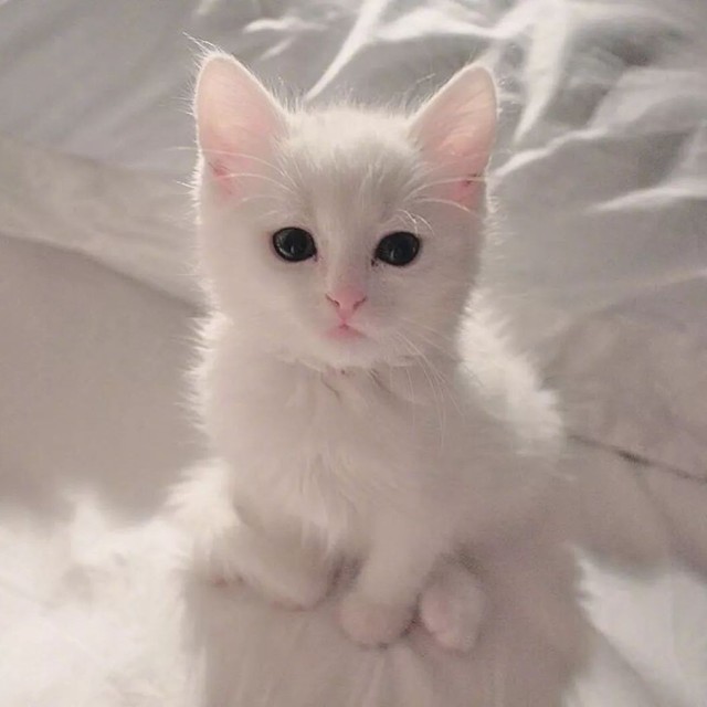 猫咪头像-西柚小铺-话本小说网