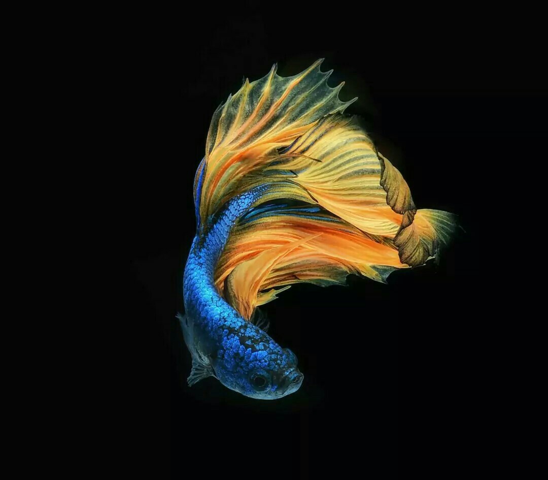 高清壁纸-唯美图片大全-话本小说网