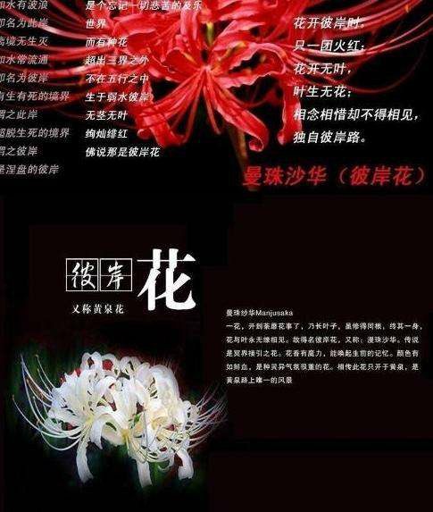 斗龙战士之天画的记忆深处