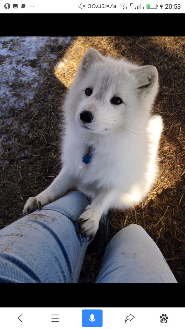 京剧猫之瞒不过的秘密