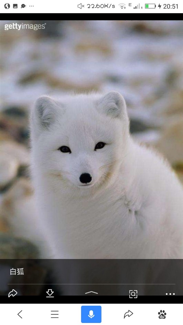 京剧猫之瞒不过的秘密