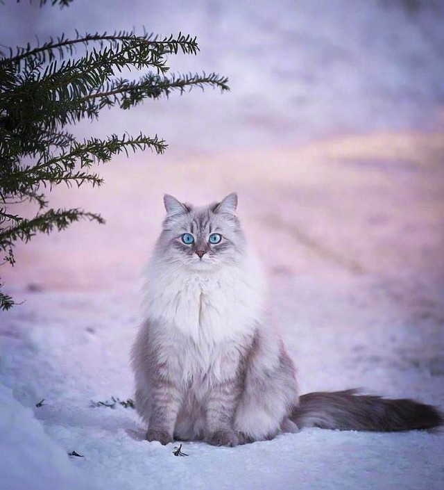 雪地里的小精灵——西伯利亚森林猫