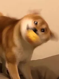 全明星书