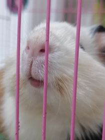 诺总重生之踏上追夫之路