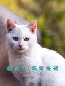 猫武士：既定传说