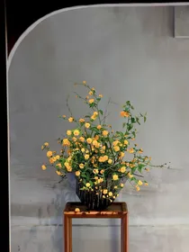 白梅满京华