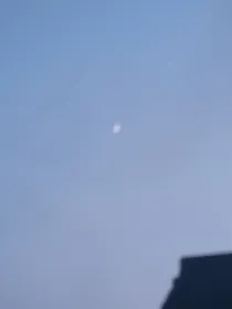 保护小玫瑰长大