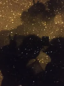 落叶归
