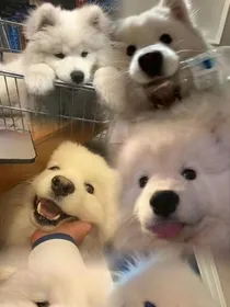 粑粑集团