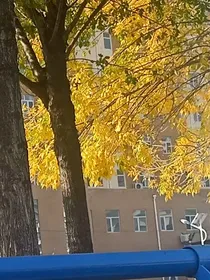 月光竹马