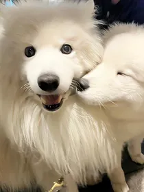 塞纳河：我是一只狗