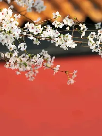 城南花开（天下第一同人）
