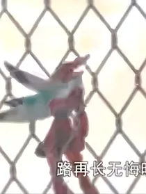 图腾领域之星与火