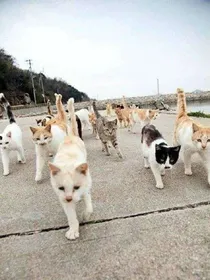 五只猫
