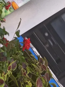数学课代表和语文课代表的爱情