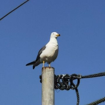 胆小鬼会被憋死