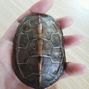 小乌鸦有什么错