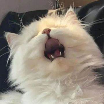 麒麟后花园里的那些事