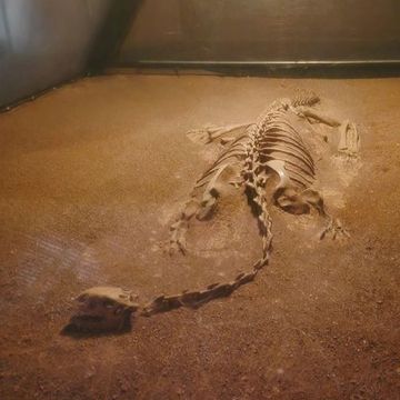 去看了恐龙遗址，觉得人生没有意义