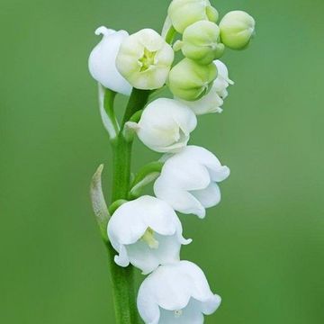 小铃兰的故事(完)