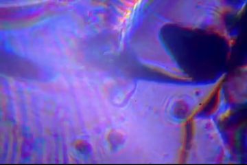 小心脏的故事～