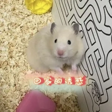 消失的仓鼠41。