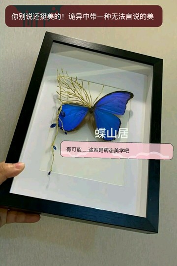 虽然残忍…但这种办法！可以保持蝴蝶的美
