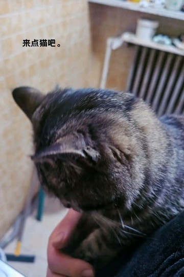 看我的猫（叫招财）