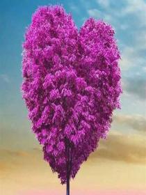 紫幻树下的约定