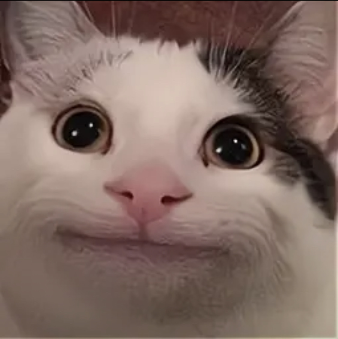 油管beluga猫咪头像图片