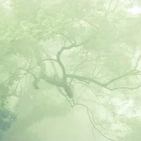 没有男主
