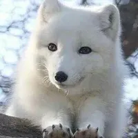 道林