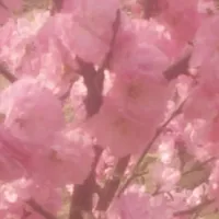 园医