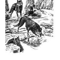 沈石溪的动物小说