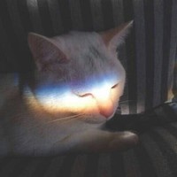 暮沉文社