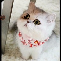 聪明的暗猫