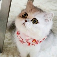 小奶猫爱吃糖