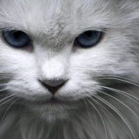 猫武士猫眼看世界