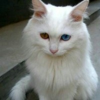白色九尾猫