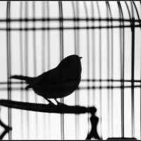 笼中鸟是被囚困的灵魂