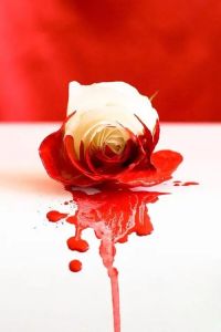 血红色玫瑰